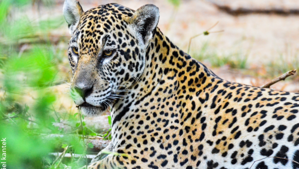 Brazil takes a leading role in the genome sequencing of jaguars