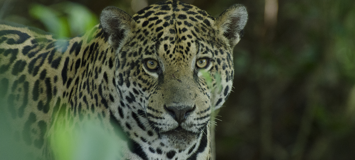 Crossbreed of jaguars and lions have originated new species - PUCRS Magazine