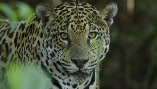 Crossbreed of jaguars and lions have originated new species
