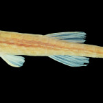 colecoes_cientificas-peixes-holotipos-acestridium_gymnogaster-mcp43199-02