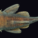 colecoes_cientificas-peixes-holotipos-ancistrus_cuiabae-mcp28671-01