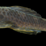 colecoes_cientificas-peixes-holotipos-ancistrus_jataiensis-mcp35244-02
