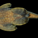 colecoes_cientificas-peixes-holotipos-ancistrus_jataiensis-mcp35244-03