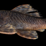 colecoes_cientificas-peixes-holotipos-ancistrus_parecis-mcp35570-02