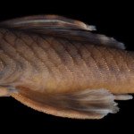 colecoes_cientificas-peixes-holotipos-ancistrus_tombador-mcp33000-02