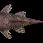 colecoes_cientificas-peixes-holotipos-ancistrus_verecundus-mcp35573-01