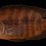 colecoes_cientificas-peixes-holotipos-australoheros_minuano-mcp12710-01