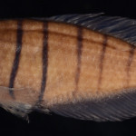 colecoes_cientificas-peixes-holotipos-austrolebias_bagual-mcp48240-01