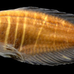 colecoes_cientificas-peixes-holotipos-austrolebias_jaegari-mcp28574-01