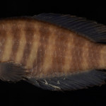 colecoes_cientificas-peixes-holotipos-austrolebias_pauscisquama-mcp41879-01