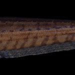 colecoes_cientificas-peixes-holotipos-brachyhypopomus_gauderio-mcp43280-01