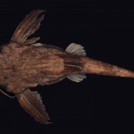 colecoes_cientificas-peixes-holotipos-bunocephalus_erodinae-mcp40877-01