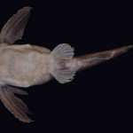 colecoes_cientificas-peixes-holotipos-bunocephalus_erodinae-mcp40877-03