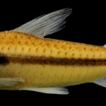 colecoes_cientificas-peixes-holotipos-caenotropus_schizodon-mcp29971-01