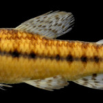 colecoes_cientificas-peixes-holotipos-characidium_orientale-mcp16847-01