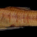 colecoes_cientificas-peixes-holotipos-cnesterodon_hypselurus-mcp22743-01