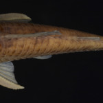 colecoes_cientificas-peixes-holotipos-corydoras_areio-mcp28675-01