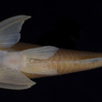 colecoes_cientificas-peixes-holotipos-corydoras_areio-mcp28675-03