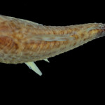 colecoes_cientificas-peixes-holotipos-corydoras_spectabilis-mcp28673-01