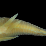 colecoes_cientificas-peixes-holotipos-corydoras_spectabilis-mcp28673-03