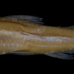 colecoes_cientificas-peixes-holotipos-creagrutus_cracentis-mcp15213-01