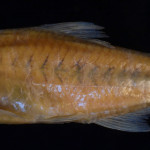 colecoes_cientificas-peixes-holotipos-creagrutus_mucipu-mcp19511-01