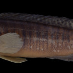 colecoes_cientificas-peixes-holotipos-crenicichla_hadrostigma-mcp40959-01