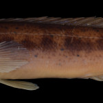 colecoes_cientificas-peixes-holotipos-crenicichla_maculata-mcp14661-01