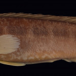colecoes_cientificas-peixes-holotipos-crenicichla_missioneira-mcp14324-01
