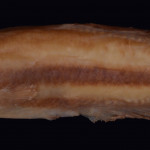 Cynopoecilus intimus