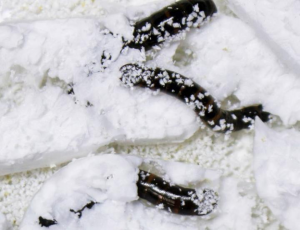 Larvas da espécie Plesiophthalmus davidis se alimentando de isopor. Fonte: https://ciclovivo.com.br/planeta/meio-ambiente/besouro-decompor-isopor/