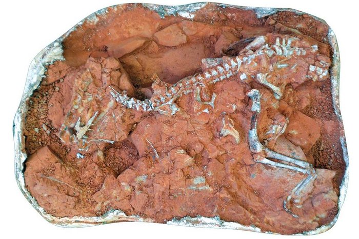 Guinness reconhece que dinossauros mais antigos do mundo foram