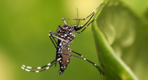 Vacinação contra a dengue: entenda o cenário, os imunizantes disponíveis e como se proteger