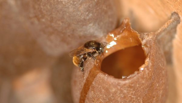 Pesquisadores da PUCRS participaram de estudo sobre a origem floral do mel branco